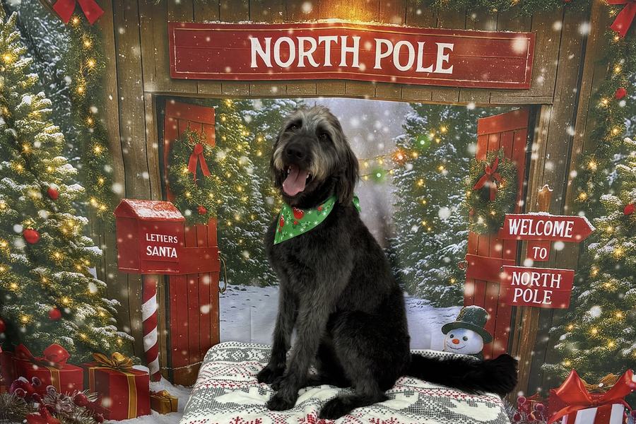 A gray shaggy doodle mix dog sits smiling in front of a Christmas North Pole backdrop.