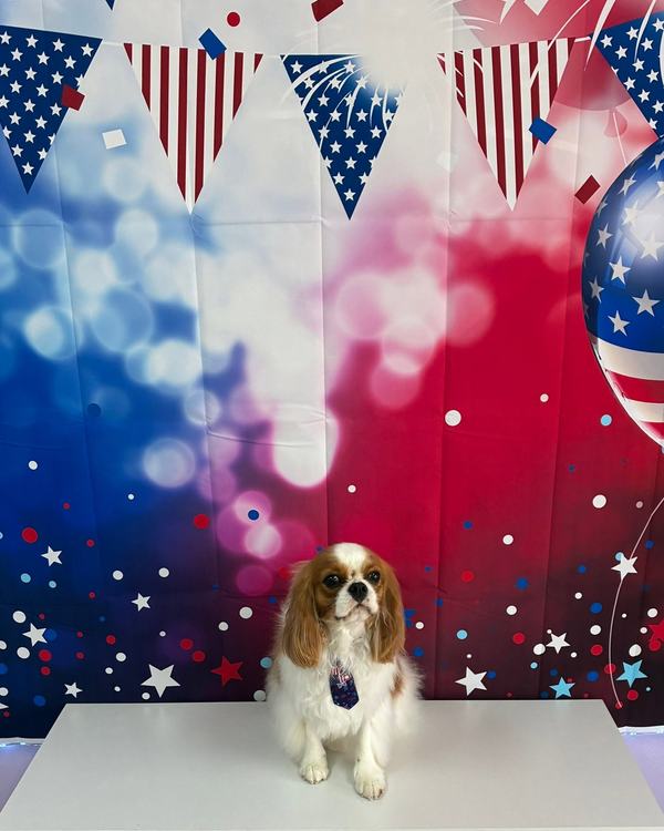 A tan and white spaniel wears a small patriotic necktie in front of a bunting backdrop.