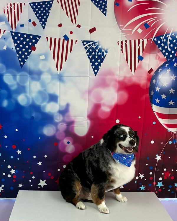 A black white and tan dog wears a firework print bandana in front of a patriotic backdrop.