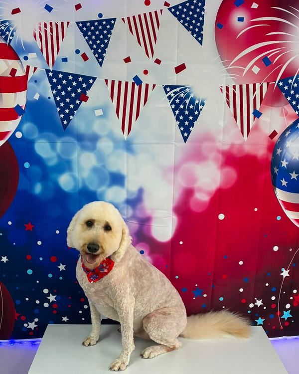 A cream goldendoodle sits on a table wearing a patriotic bandana against a patriotic backdrop.
