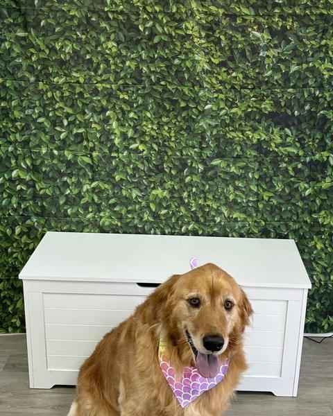 A golden retriever sits on the floor wearing a rainbow mermaid scale bandana by a leafy wall.