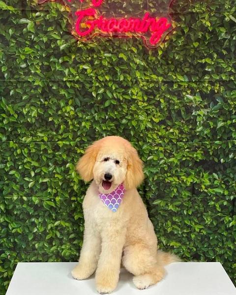 A fluffy cream and gold dog sits wearing a mermaid scale bandana by a leafy wall and sign.