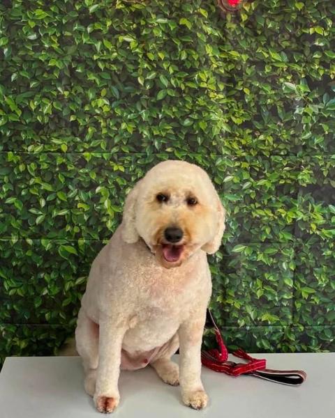 A cream fluffy poodle mix sits on the floor with a leash by a leafy wall.