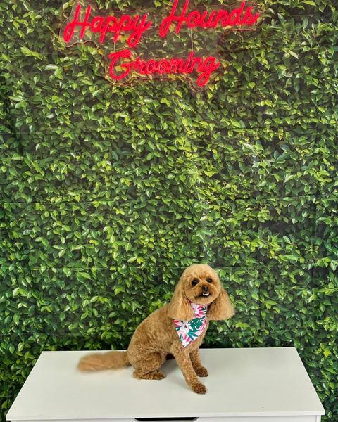 A cream mini poodle sits on a bench wearing a tropical floral bandana by a leafy wall.