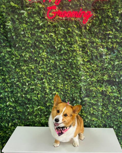A tan and white corgi sits wearing a pink palm tree bandana by a leafy wall and sign.