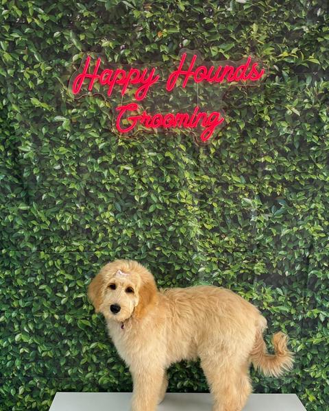 A cream goldendoodle stands sideways looking back with a small pink bow by a leafy wall.