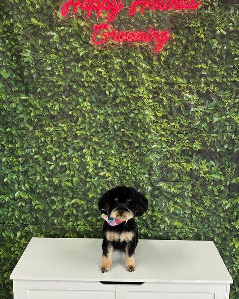 A small black and tan doodle sits on a bench wearing a colorful bandana by a leafy wall.