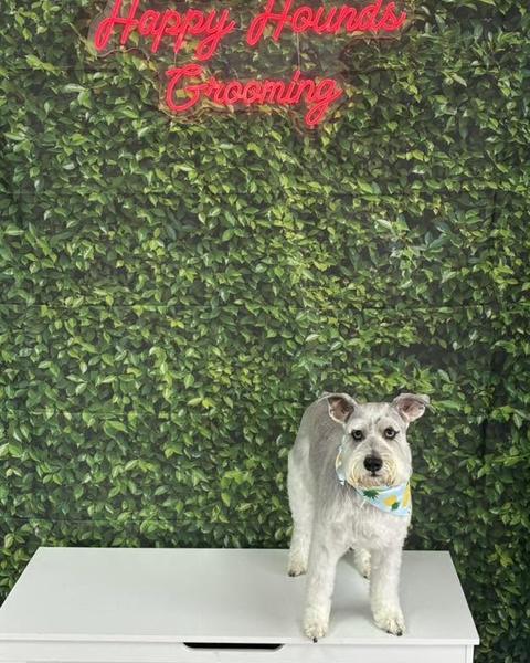 A grey and white schnauzer stands on a bench wearing a pineapple print bandana by a leafy wall.