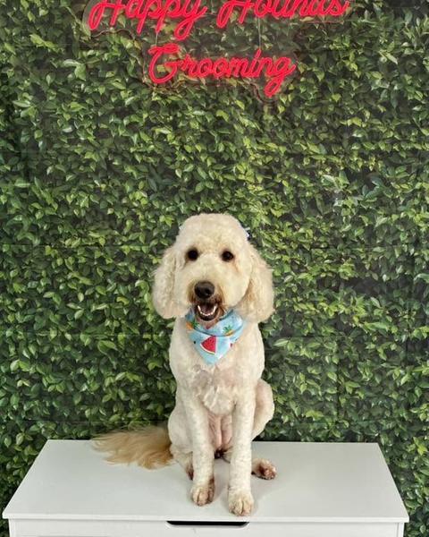 A cream goldendoodle wearing a fruit print bandana sits under a pink neon sign on a leaf wall.
