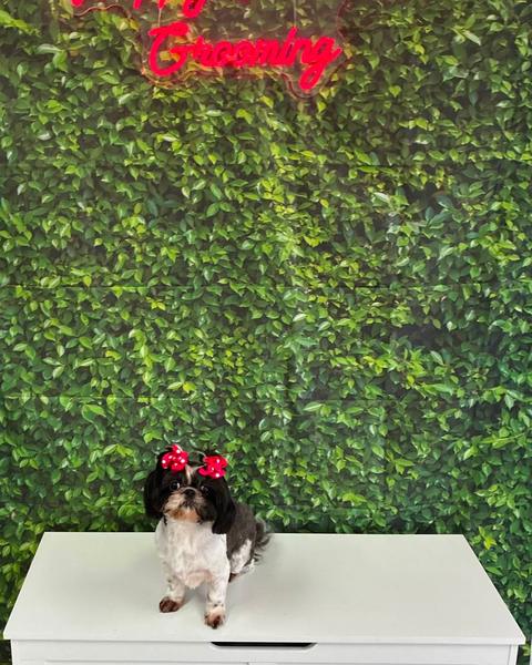 A black and white Shih Tzu wears red polka dot hair bows against a leafy salon wall.
