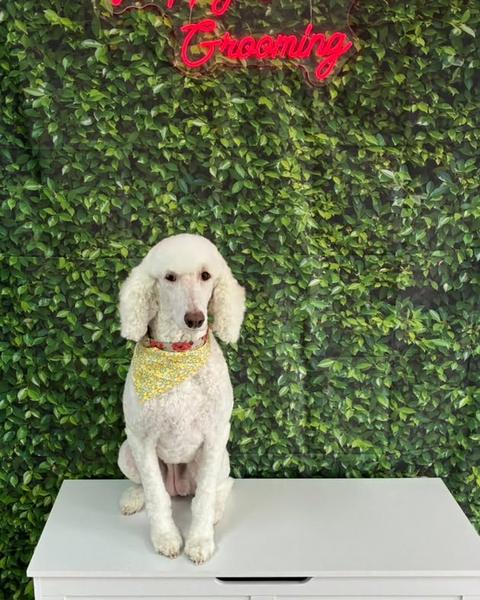 A white poodle with a teddy bear trim sits wearing a floral bandana against a green leaf wall.