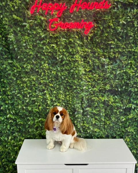 A Cavalier King Charles Spaniel sits on a table against a green leaf wall with a neon sign.