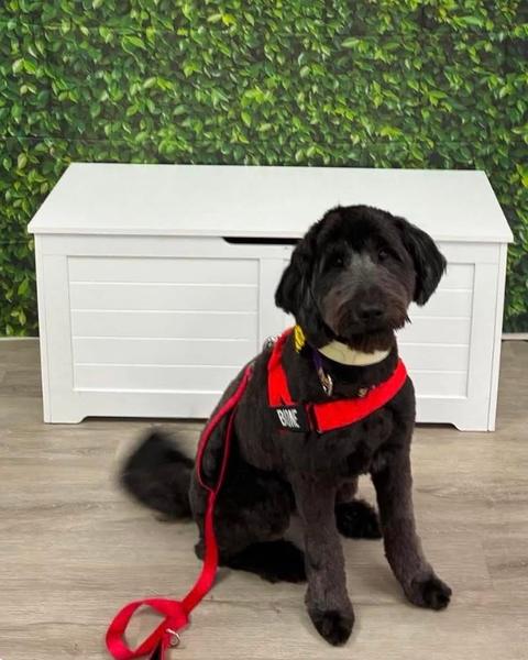 A dark curly doodle sits on a wood floor by a leafy wall in a red harness.
