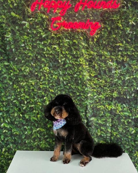 A black and tan doodle puppy sits with a paw near its face by a leafy wall.