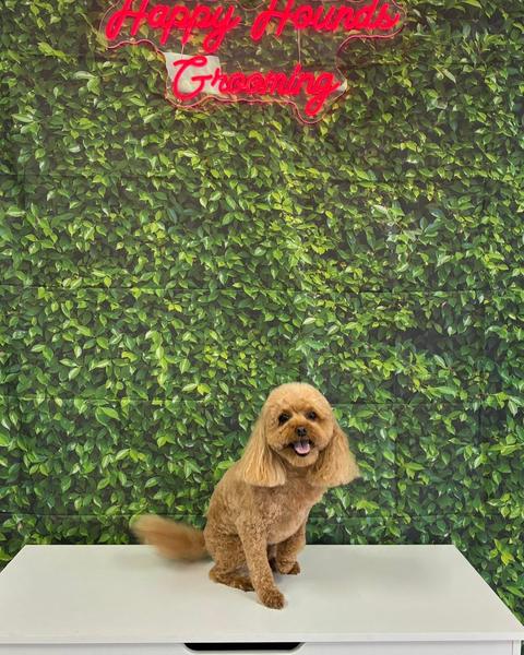 A small apricot toy poodle sits and pants on a bench by a leafy wall and sign.