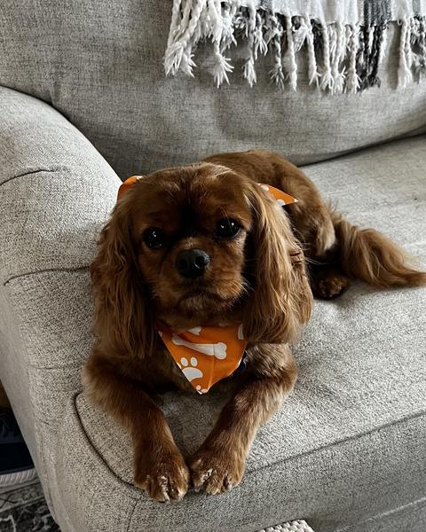 A ruby Cavalier King Charles Spaniel lies on a gray couch wearing an orange bone patterned bandana.