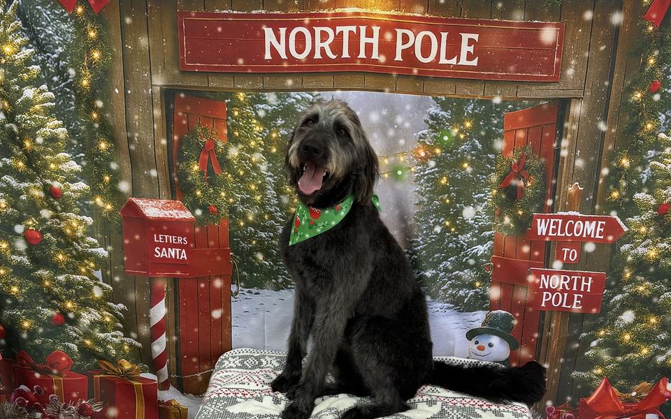 A gray shaggy doodle mix dog sits smiling in front of a Christmas North Pole backdrop.