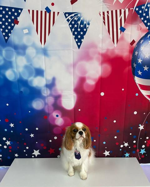 A tan and white spaniel wears a small patriotic necktie in front of a bunting backdrop.