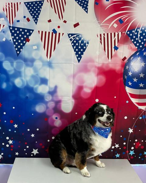 A black white and tan dog wears a firework print bandana in front of a patriotic backdrop.
