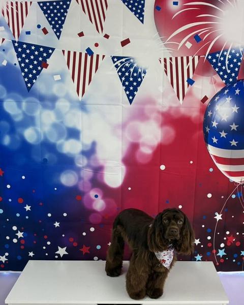 A chocolate brown cocker spaniel wears a small bandana in front of a patriotic bunting backdrop.