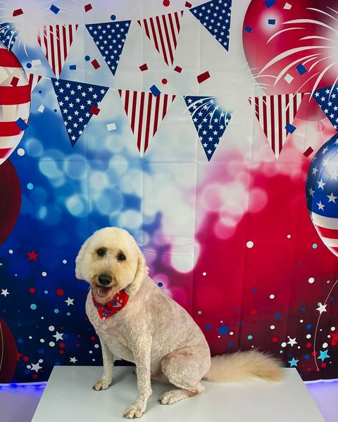 A cream goldendoodle sits on a table wearing a patriotic bandana against a patriotic backdrop.