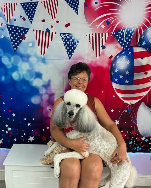 A customer holds a large grey and white standard poodle with a fluffy topknot against a patriotic backdrop.
