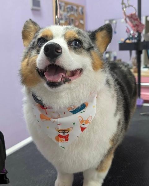 A blue merle corgi pants happily on a grooming table wearing a corgi print bandana in the salon.