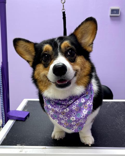 A tricolor corgi wearing a floral bandana stands on a grooming table against a purple salon wall.