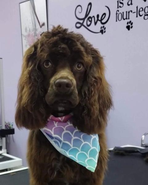 A curly coated chocolate spaniel wearing a mermaid bandana sits on a grooming table by a lavender wall.