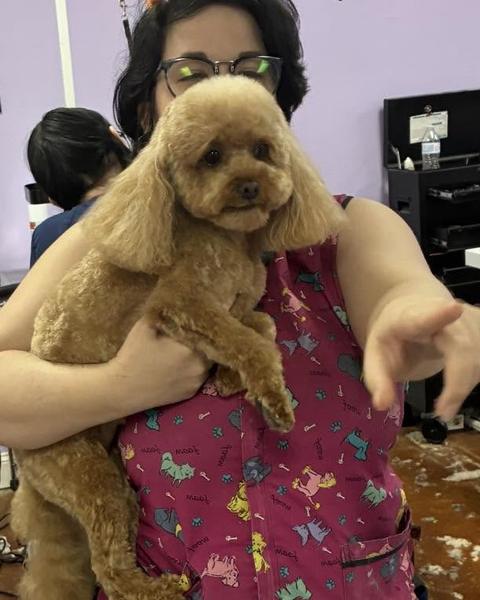A groomer in a paw print smock holds a small copper toy poodle in the salon.