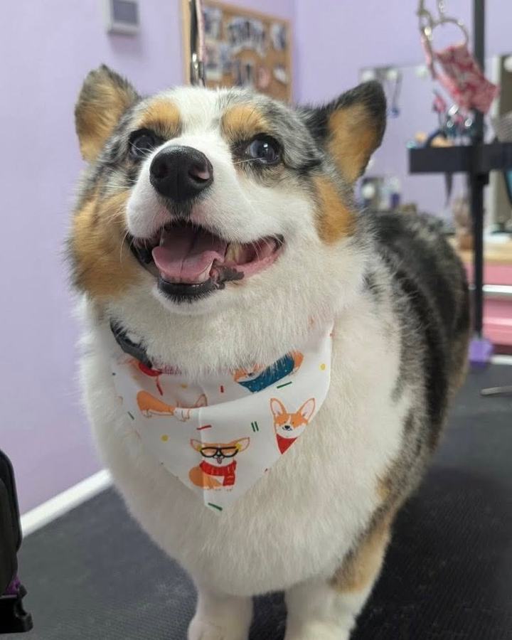 A blue merle corgi pants happily on a grooming table wearing a corgi print bandana in the salon.