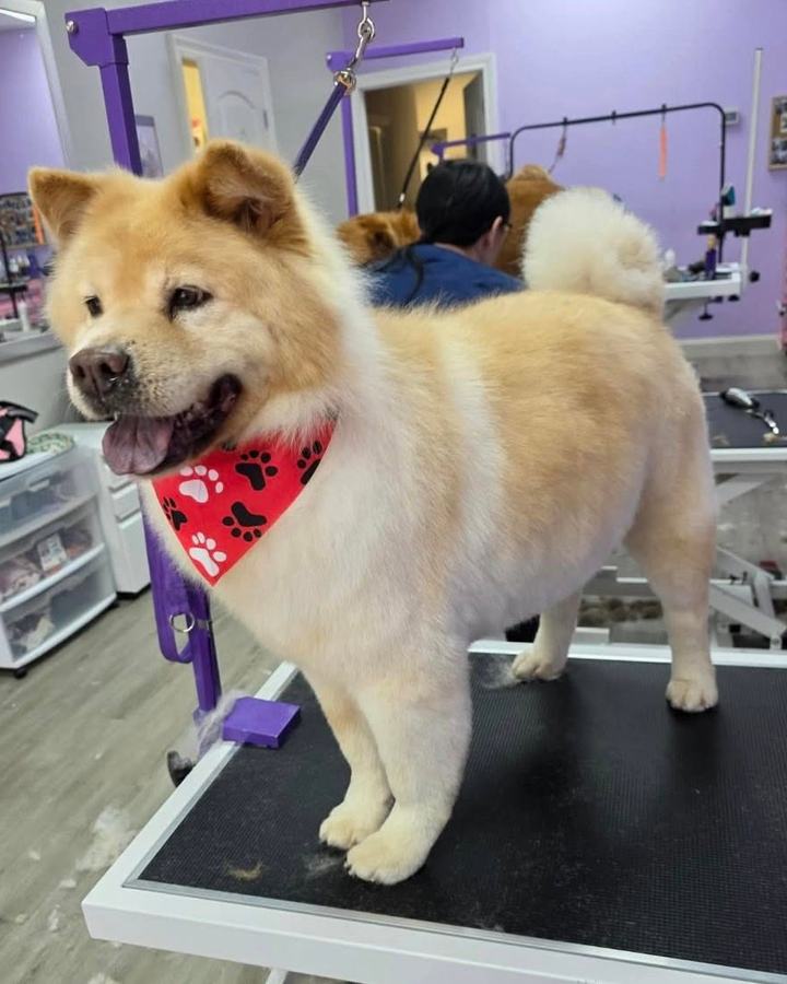 A fluffy cream Akita pants on a grooming table wearing a red paw print bandana in the salon.